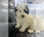 Small Photo #1 Bernedoodle (Miniature) Puppy For Sale in DURHAM, CT, USA