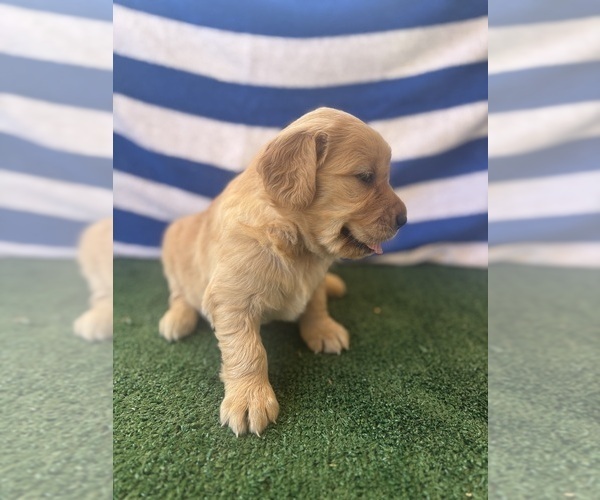 Medium Photo #13 Golden Retriever Puppy For Sale in CERES, CA, USA