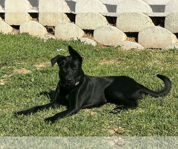 Medium Photo #6 Shepradors Puppy For Sale in San Diego, CA, USA