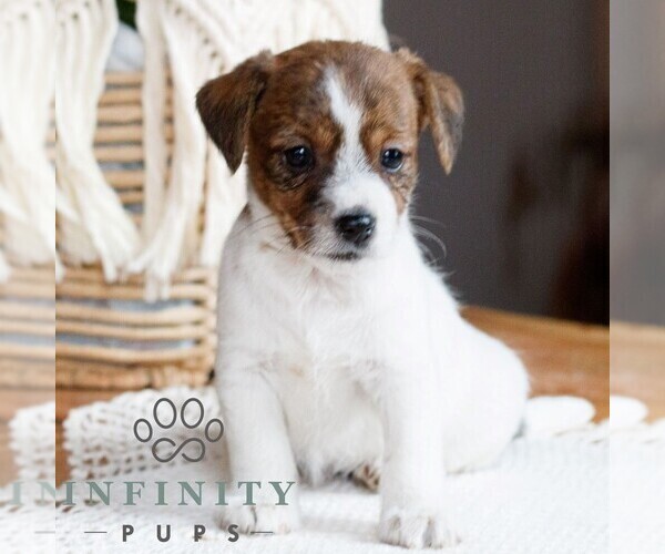 Medium Photo #1 Jack Tzu Puppy For Sale in EAST EARL, PA, USA