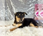 Alex - Male Rat-Cha Puppy for Sale - Photo #3