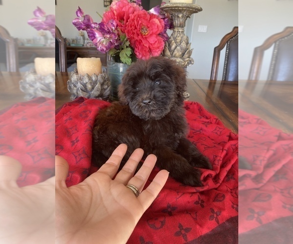 Medium Photo #1 Whoodle Puppy For Sale in TEMECULA, CA, USA