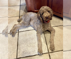 Mother of the Goldendoodle puppies born on 04/23/2025