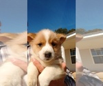 Small Photo #2 Pembroke Welsh Corgi Puppy For Sale in SPENCER, TN, USA