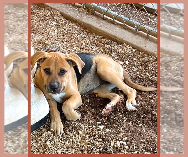 Medium Photo #2 Mutt Puppy For Sale in Granbury, TX, USA