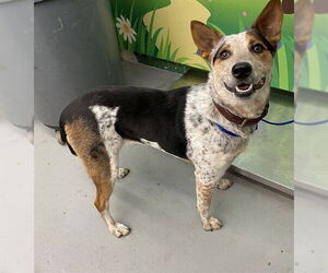 Beagle-Unknown Mix Dogs for adoption in Waco, TX, USA