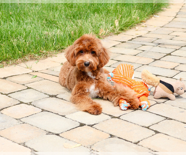 Medium Photo #6 Cavapoo (Miniature) Puppy For Sale in SYRACUSE, IN, USA
