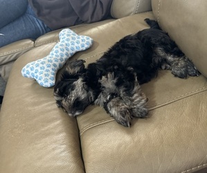 Shorkie Tzu Puppy for sale in HULL, GA, USA