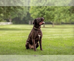 Marvel - Female Mutt Dog for Adoption - Photo #3