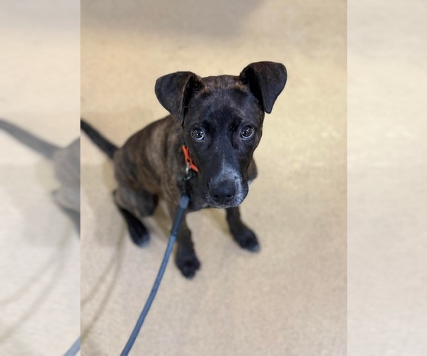 Medium Photo #8 Mountain Cur-Unknown Mix Puppy For Sale in Westwood, NJ, USA