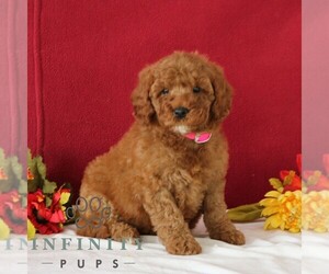 Goldendoodle Puppy for sale in GORDONVILLE, PA, USA