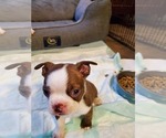 Small Photo #7 Boston Terrier Puppy For Sale in MURRAY, UT, USA