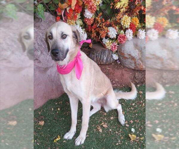 Medium Photo #1 Black Mouth Cur-Unknown Mix Puppy For Sale in Oklahoma City, OK, USA