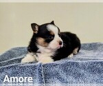 Small Photo #3 Pembroke Welsh Corgi Puppy For Sale in NAPPANEE, IN, USA