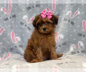Poodle (Miniature)-Shorkie Tzu Mix Puppy for sale in LAKELAND, FL, USA