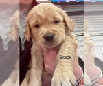 Small Photo #3 Golden Retriever Puppy For Sale in GRAND RAPIDS, MI, USA
