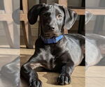 Small #3 Labrador Retriever Mix