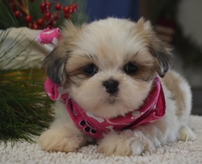 Lhasa Apso Puppy for sale in TUCSON, AZ, USA