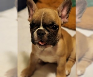 French Bulldog Puppy for sale in CAPE CORAL, FL, USA