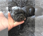Small #4 Cane Corso