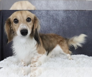 Father of the Dachshund puppies born on 04/07/2025
