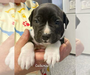 Mutt Dogs for adoption in Wenonah, NJ, USA