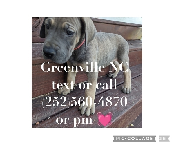 Medium Photo #12 Great Dane Puppy For Sale in GREENVILLE, NC, USA