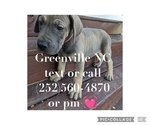 Small Photo #12 Great Dane Puppy For Sale in GREENVILLE, NC, USA