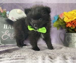 Pomeranian Puppy for sale in LANCASTER, PA, USA