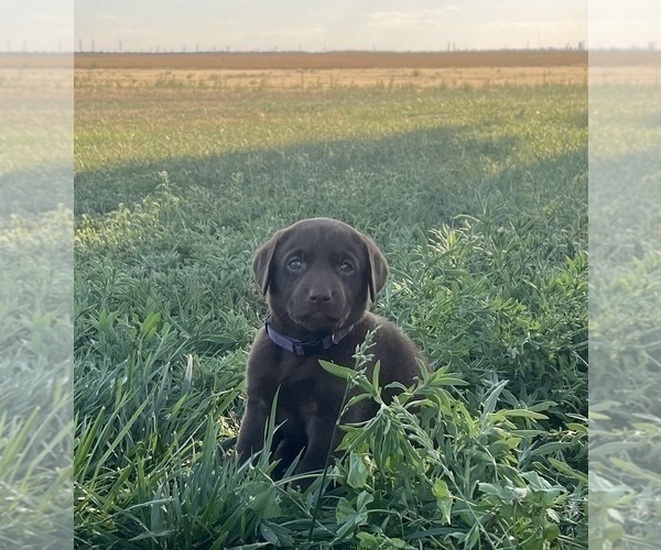 Medium Photo #23 Labrador Retriever Puppy For Sale in VONA, CO, USA