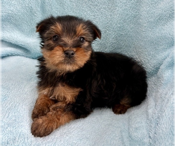 Medium Photo #4 Yorkshire Terrier Puppy For Sale in FAIR HAVEN, MI, USA