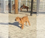 Small Photo #81 Rhodesian Ridgeback Puppy For Sale in MORONGO VALLEY, CA, USA