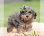 Puppy Snoopy AKC Poodle (Toy)