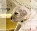 Small Photo #4 English Cream Golden Retriever Puppy For Sale in BUMPASS, VA, USA