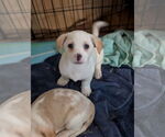 Small #1 Jack Chi