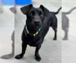 Small #1 Dachshund Mix