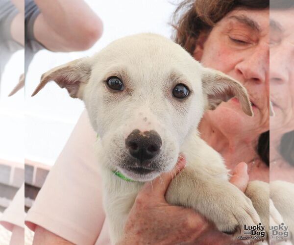 Medium Photo #6 Australian Shepherd-Unknown Mix Puppy For Sale in Washington, DC, USA
