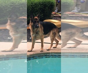 German Shepherd Dog Litter for sale in MANASSAS, VA, USA
