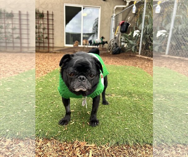 Medium Photo #5 Pug Puppy For Sale in  Ramona, CA, USA