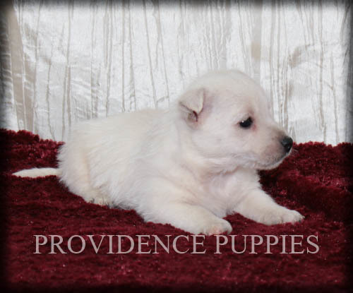 Medium Photo #14 West Highland White Terrier Puppy For Sale in COPPOCK, IA, USA