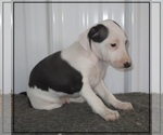 Small Photo #4 Italian Greyhound Puppy For Sale in MARYVILLE, MO, USA