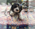 Puppy Luna Cavachon