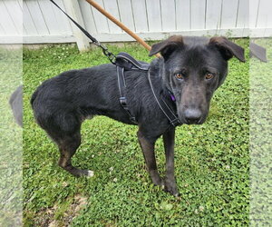 Ernie - Male Labrador Retriever-Unknown Mix Dog for Adoption - Photo #3