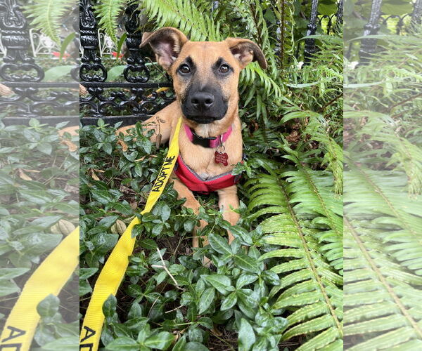 Medium Photo #8 Black Mouth Cur-Unknown Mix Puppy For Sale in Milwaukie, OR, USA