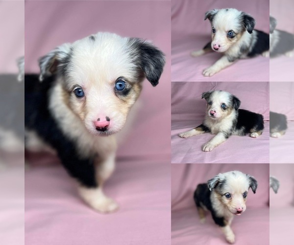 Medium Photo #5 Miniature Australian Shepherd Puppy For Sale in BROOKER, FL, USA