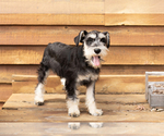 Small #4 Schnauzer (Miniature)