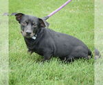 Small #3 Beagle-Chihuahua Mix