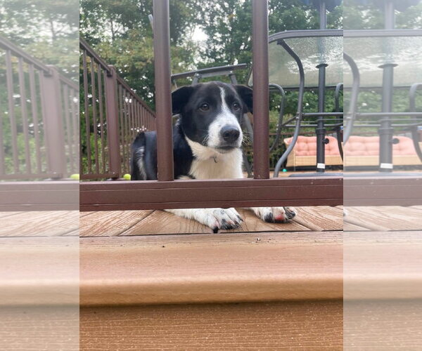 Medium Photo #2 Collie-Retriever  Mix Puppy For Sale in NEWPORT NH, NH, USA