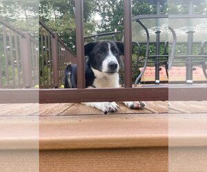 Cash - Male Collie-Retriever  Mix Dog for Adoption - Photo #2