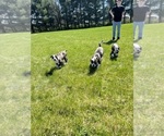 Small Photo #14 American Bulldog Puppy For Sale in BRINGHURST, IN, USA